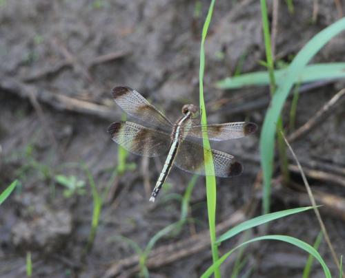 Neurothemis tullia